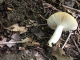 Russula pectinatoides image