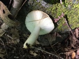 Russula pectinatoides image