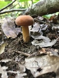 Lactarius volemus image