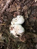 Lactarius piperatus image