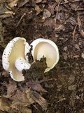Lactarius piperatus image