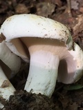 Lactarius piperatus image