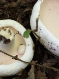 Lactarius piperatus image