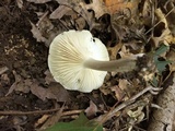 Megacollybia rodmanii image