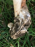 Amanita whetstoneae image