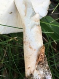 Amanita whetstoneae image