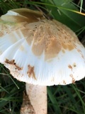 Amanita whetstoneae image