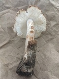 Amanita whetstoneae image