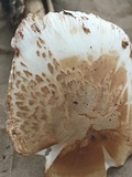 Amanita whetstoneae image