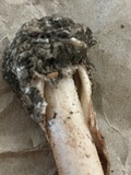 Amanita whetstoneae image