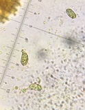 Amanita whetstoneae image