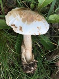 Amanita whetstoneae image