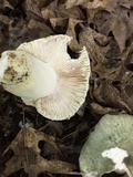 Russula parvovirescens image