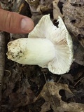 Russula parvovirescens image