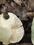 Russula parvovirescens image