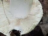 Russula parvovirescens image