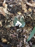 Russula parvovirescens image