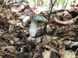 Russula parvovirescens image