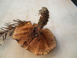 Hydnellum earlianum image