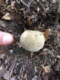 Caloboletus firmus image