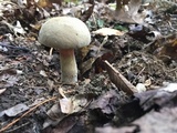 Caloboletus firmus image