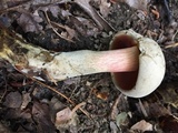 Caloboletus firmus image