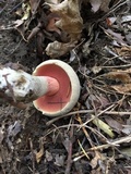 Caloboletus firmus image