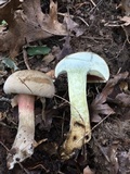 Caloboletus firmus image