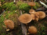 Lactarius lignyotus image