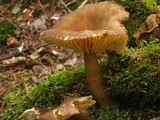 Lactarius lignyotus image