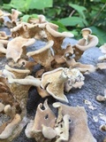 Panus lecomtei image