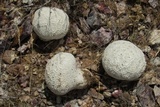 Lycoperdon utriforme image