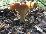 Cantharellus lateritius image