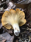 Cantharellus lateritius image