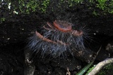 Spinellus fusiger image