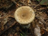 Ampulloclitocybe clavipes image
