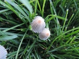 Parasola plicatilis image