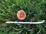 Conocybe apala image