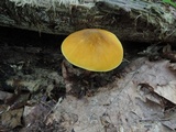 Pluteus leoninus image