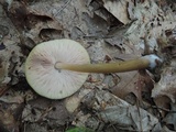 Pluteus leoninus image