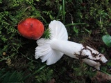 Russula emetica image