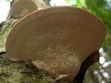 Trametes gibbosa image