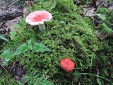 Russula emetica image