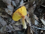 Phylloporus rhodoxanthus image