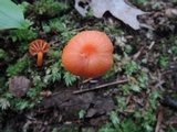 Hygrocybe miniata image