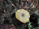 Entoloma formosum image