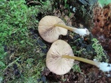 Entoloma formosum image