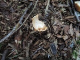Amanita amerifulva image
