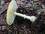 Amanita frostiana image