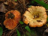 Lactarius thyinos image